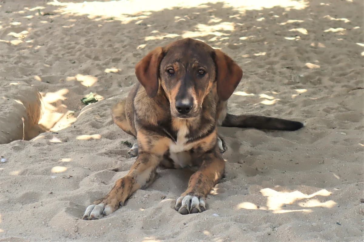 BRITTNI, Tigrado Castanho female 3yo mixed breed for adoption at O Cantinho da Milu, Lisbon