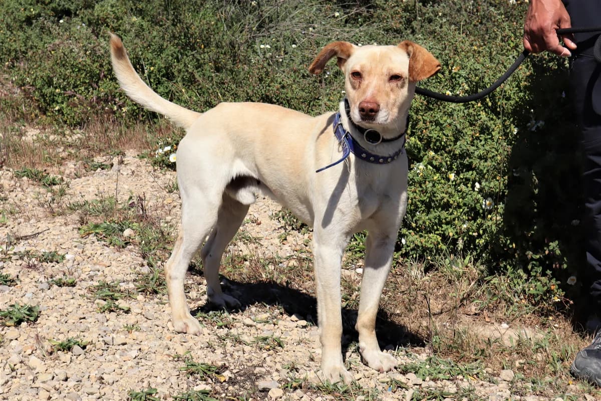 GINO, Creme male 6yo Mixed Breed for adoption at O Cantinho da Milu, Lisbon