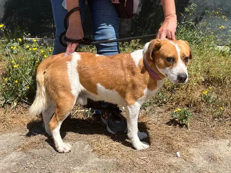 HORTA, Castanho e Branco male 5yo Mixed Breed for adoption at O Cantinho da Milu, Lisbon