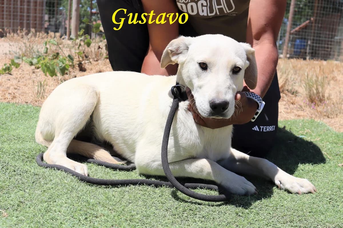 GUSTAVO, Branco male 3yo Labrador Retriever for adoption at O Cantinho da Milu, Lisbon