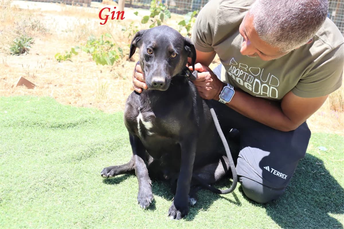 GIN, Preto male 3yo Labrador Retriever for adoption at O Cantinho da Milu, Lisbon
