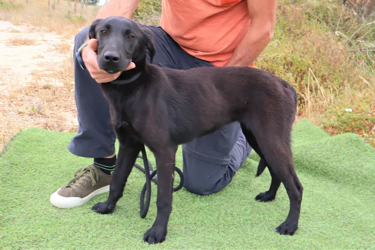 SHURI, Preto female 3yo Mixed Breed for adoption at O Cantinho da Milu, Lisbon