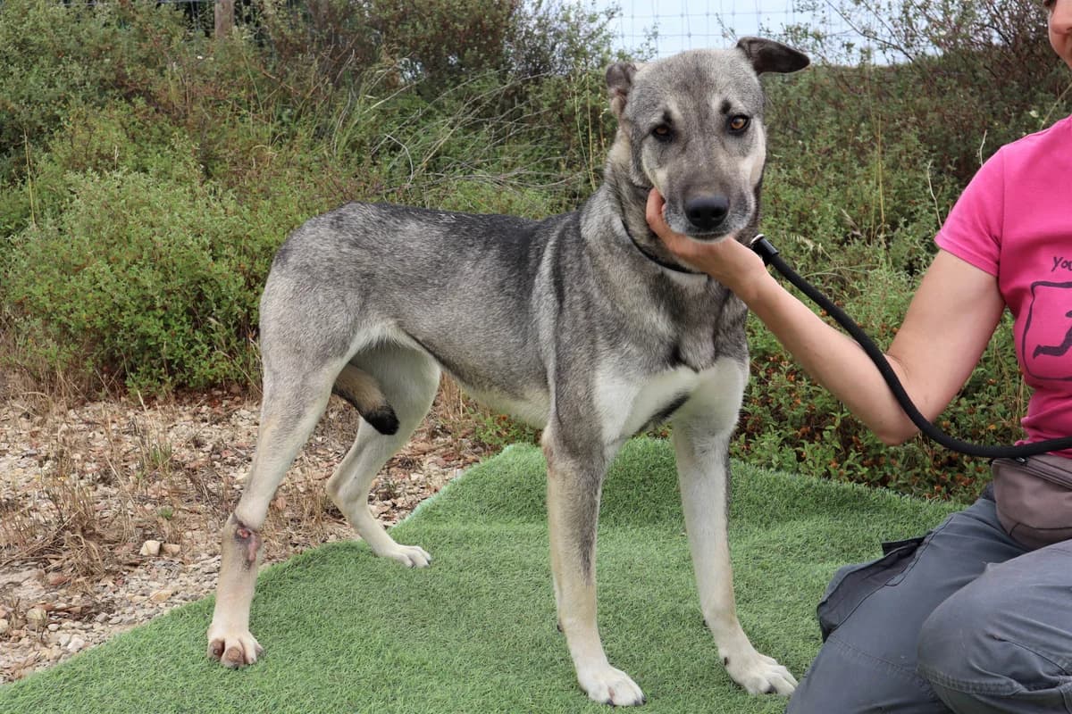 MEIKE, Cinzento female 5yo Mixed Breed for adoption at O Cantinho da Milu, Lisbon