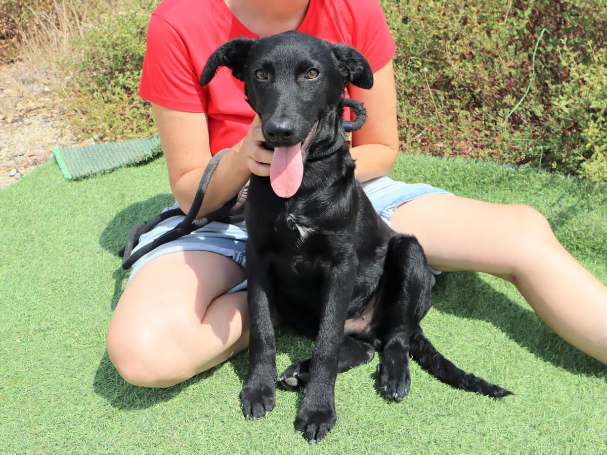 SANTIAGO, Preto male 3yo Mixed Breed for adoption at O Cantinho da Milu, Lisbon