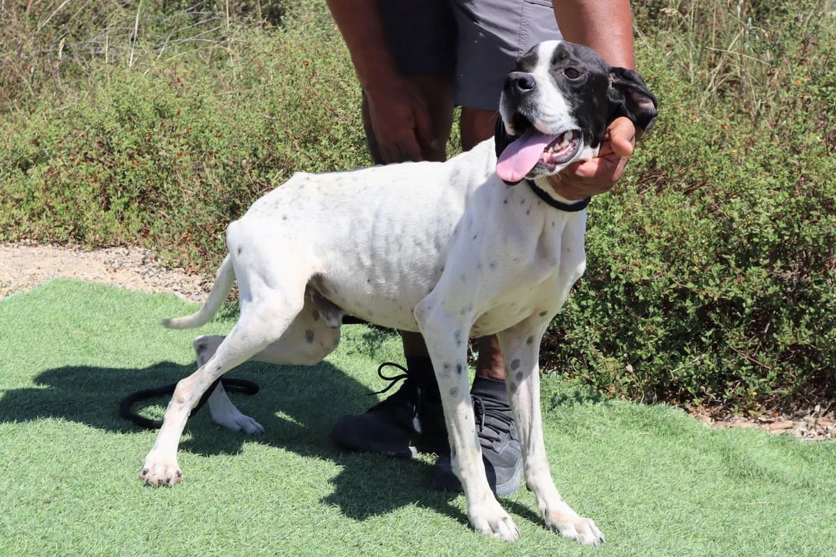 JOKER, Branco e Preto male 7yo mixed breed for adoption at O Cantinho da Milu, Lisbon