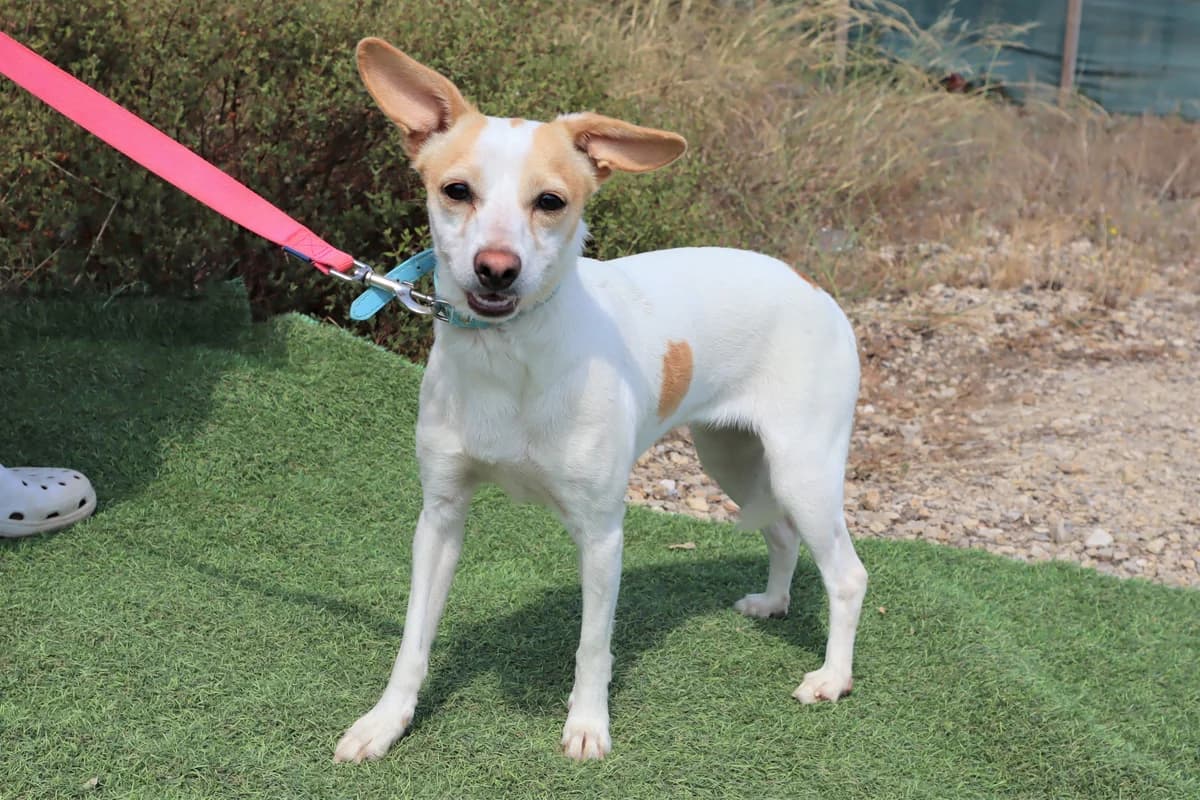 NINA, Branco female 5yo mixed breed for adoption at O Cantinho da Milu, Lisbon