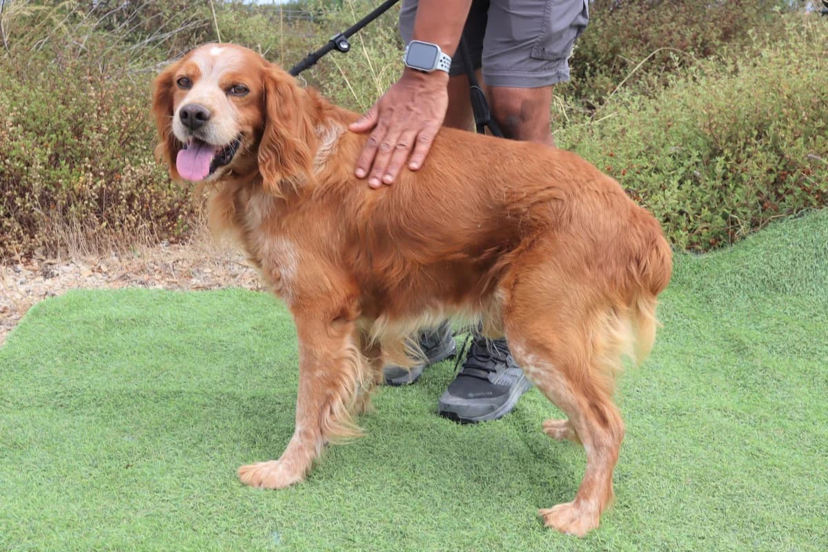 TIGER, Castanho male mixed breed for adoption at O Cantinho da Milu, Lisbon