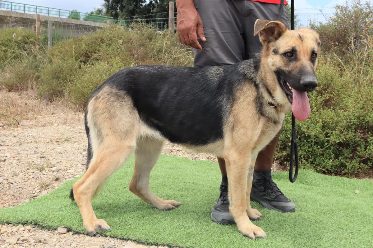 IMPA, Preto e Castanho female 4yo mixed breed for adoption at O Cantinho da Milu, Lisbon