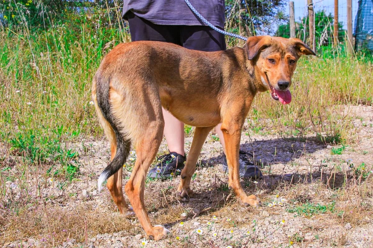 AMANDA, Castanho female 3yo Mixed Breed for adoption at O Cantinho da Milu, Lisbon