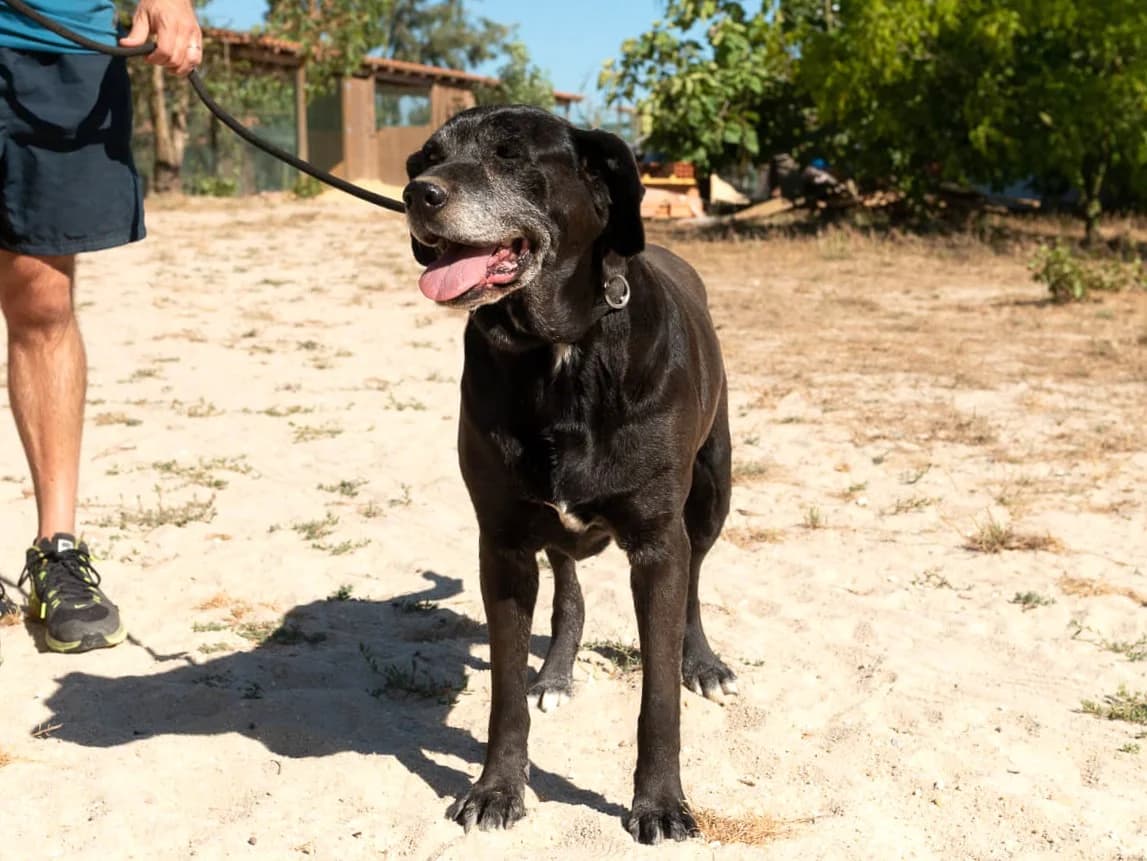 MILLA, Preto female senior Mixed Breed for adoption at O Cantinho da Milu, Lisbon