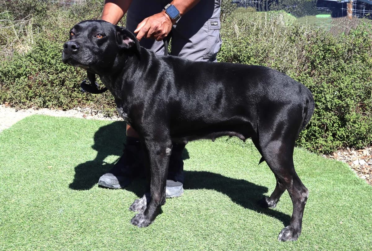 BAREERAH, Preto female senior Mixed Breed for adoption at O Cantinho da Milu, Lisbon