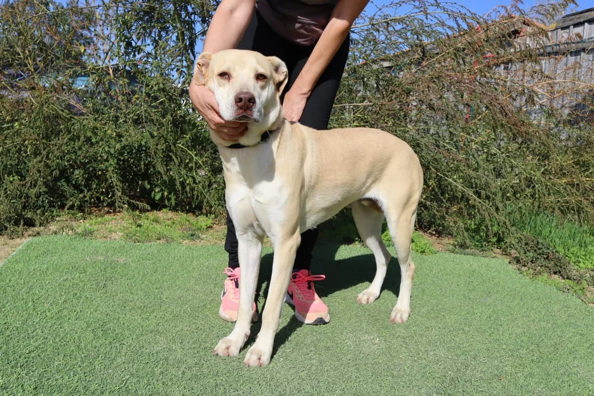 CHARITY, Creme female 4yo Mixed Breed for adoption at O Cantinho da Milu, Lisbon