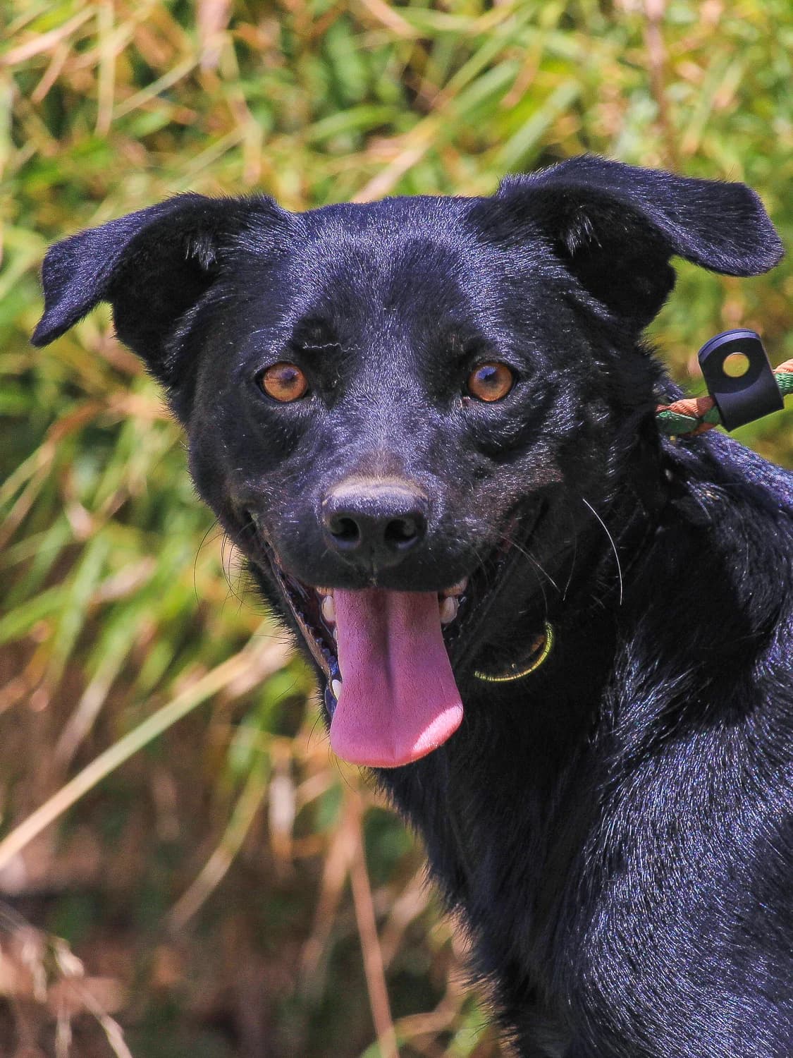 SHADOW / SHOYU, Preto male Mixed Breed for adoption at O Cantinho da Milu, Lisbon