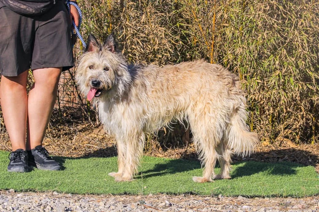 LILLY, Mixed Breed (O Cantinho da Milu)