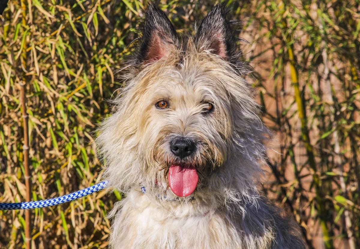 LILLY, Creme female 4yo Mixed Breed for adoption at O Cantinho da Milu, Lisbon