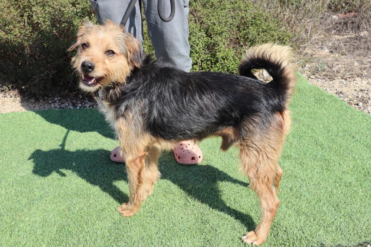 BROWNIE, Preto e Castanho male 4yo Mixed Breed for adoption at O Cantinho da Milu, Lisbon