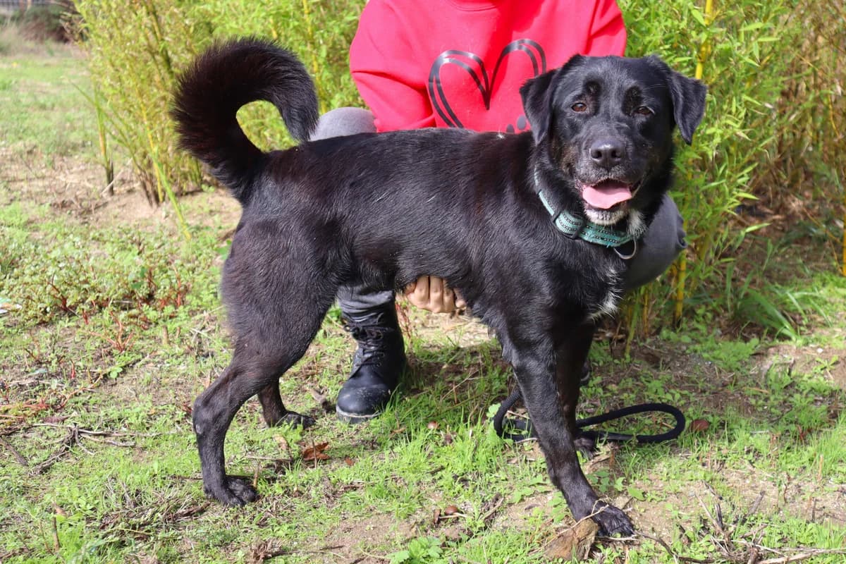KYARA, Preto female senior Labrador Retriever for adoption at O Cantinho da Milu, Lisbon