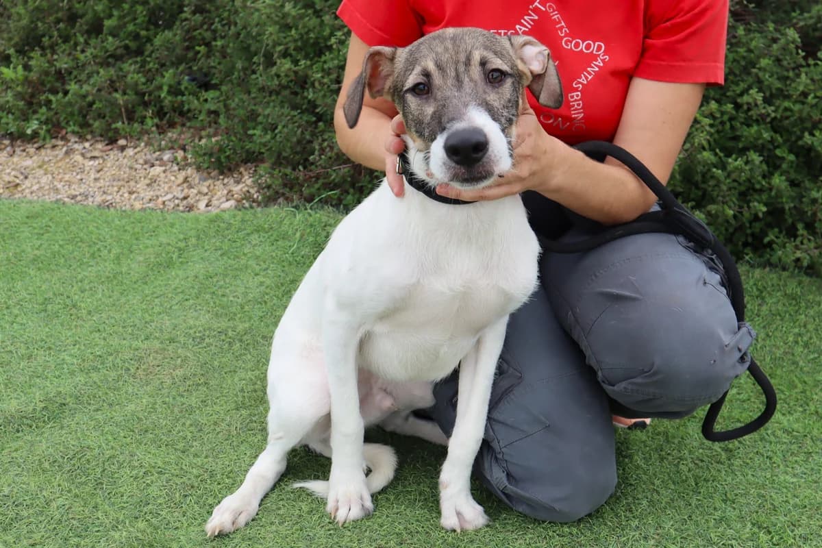 SPOCK, Branco e Castanho male 3yo Mixed Breed for adoption at O Cantinho da Milu, Lisbon