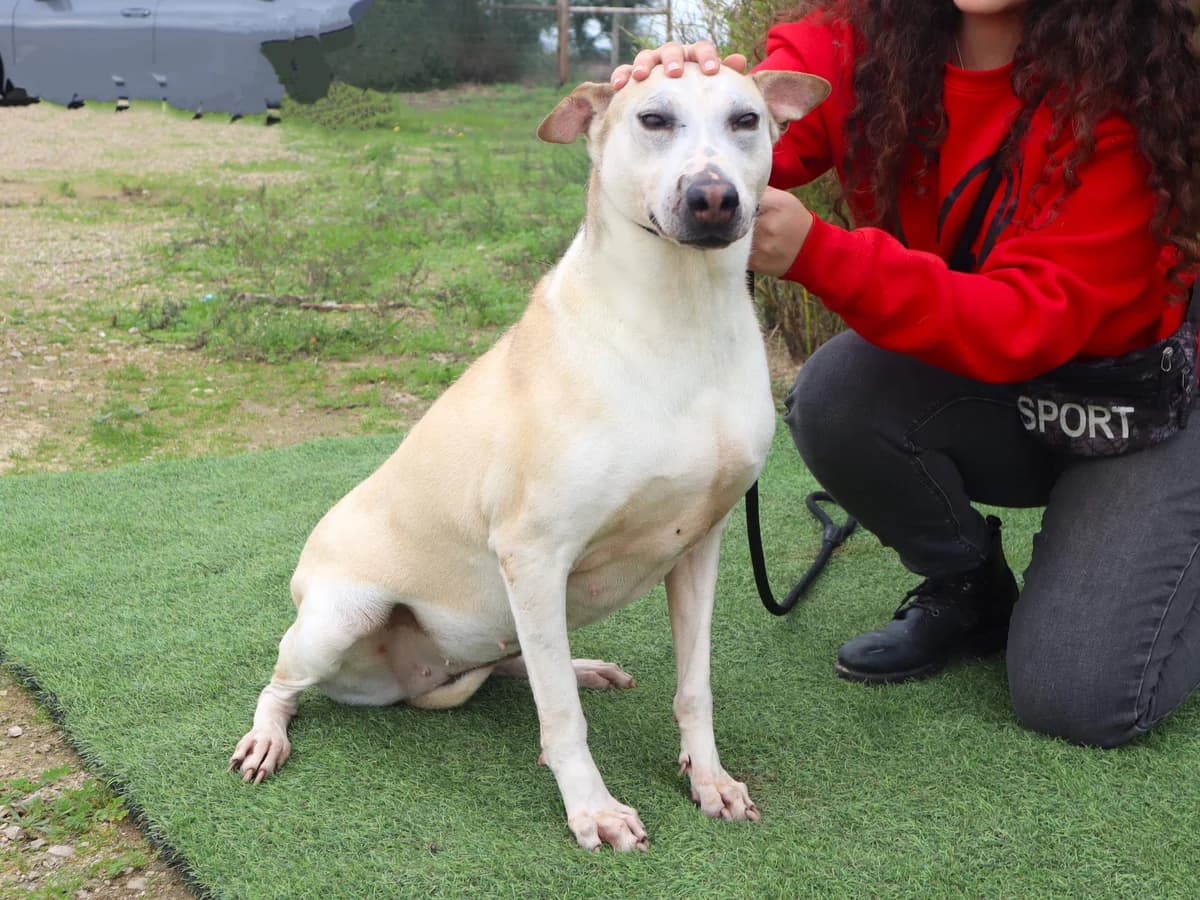 DONNA, Creme female 7yo Mixed Breed for adoption at O Cantinho da Milu, Lisbon