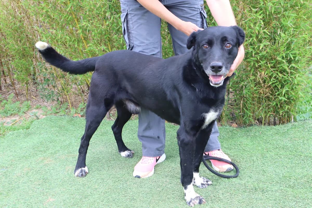 STEFAN, Preto e Branco male 6yo Mixed Breed for adoption at O Cantinho da Milu, Lisbon