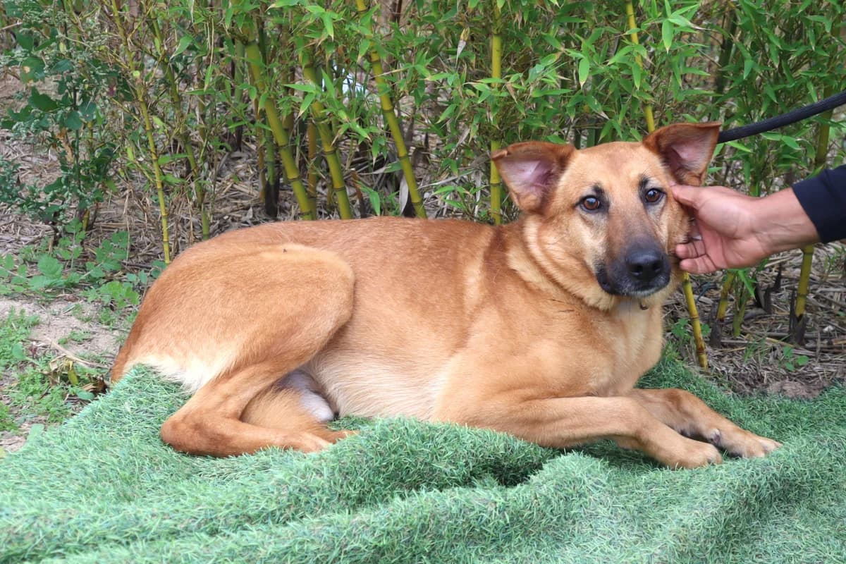 CELLO, Castanho Mel male 7yo Mixed Breed for adoption at O Cantinho da Milu, Lisbon