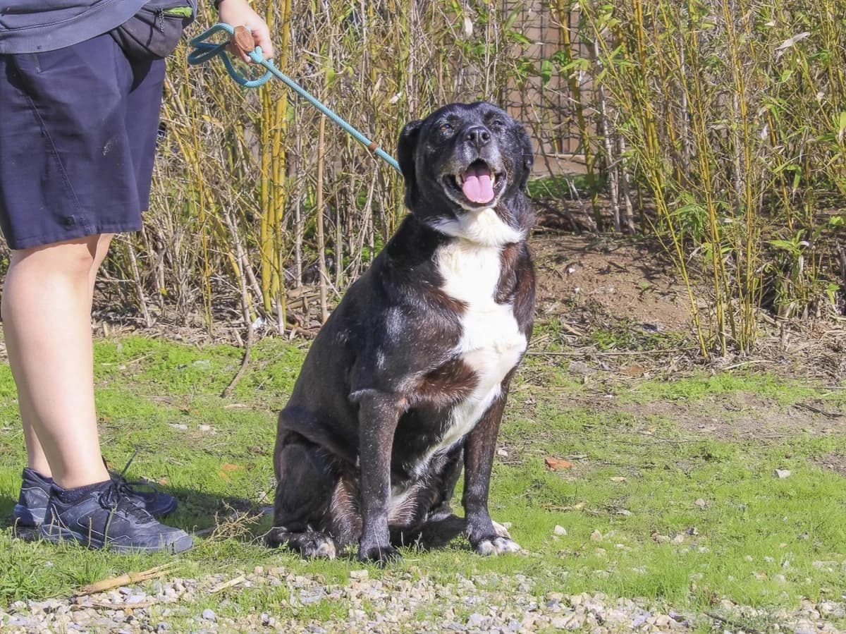 JOSEPHINE, Preto female 7yo Labrador Retriever for adoption at O Cantinho da Milu, Lisbon