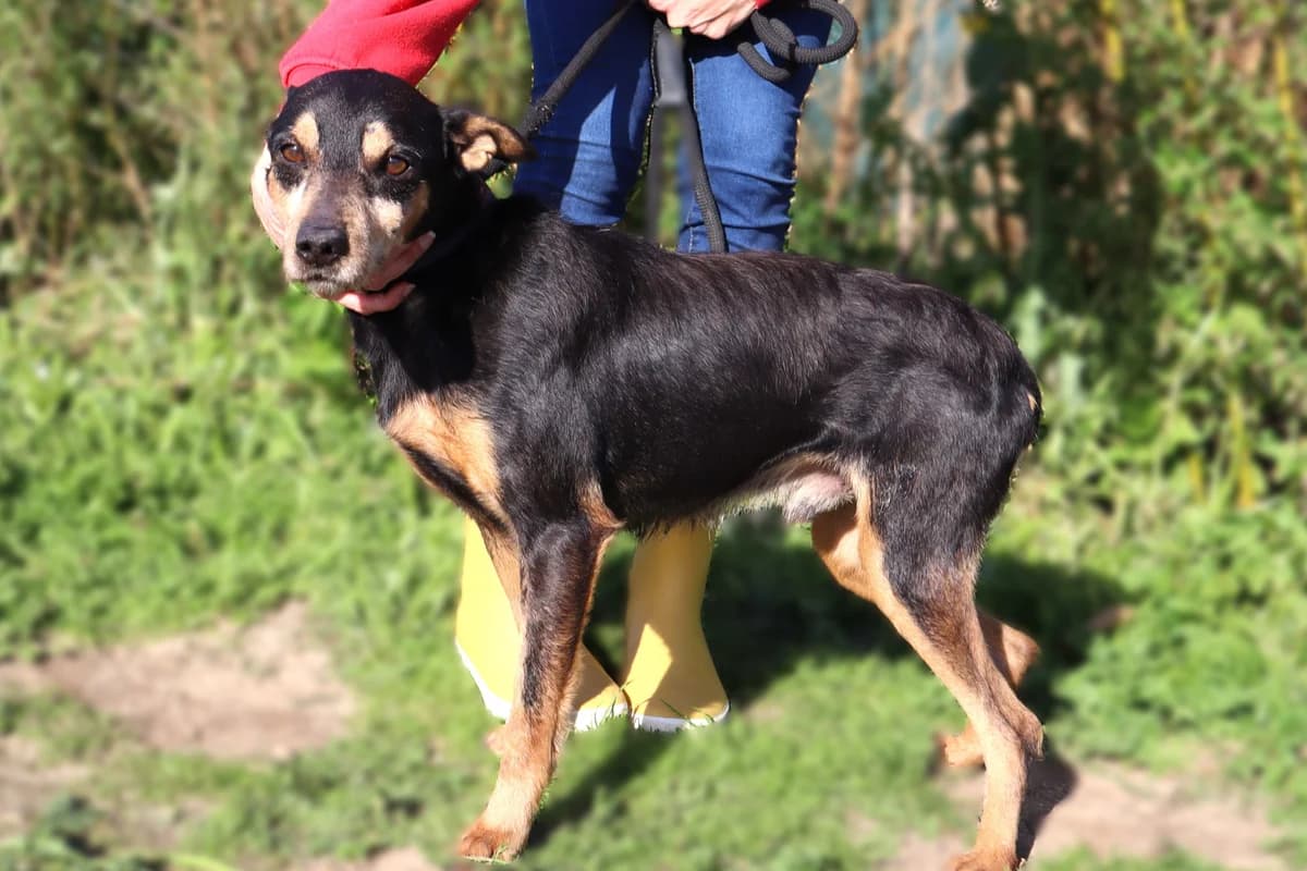 JOE, Preto e Castanho male 7yo Mixed Breed for adoption at O Cantinho da Milu, Lisbon