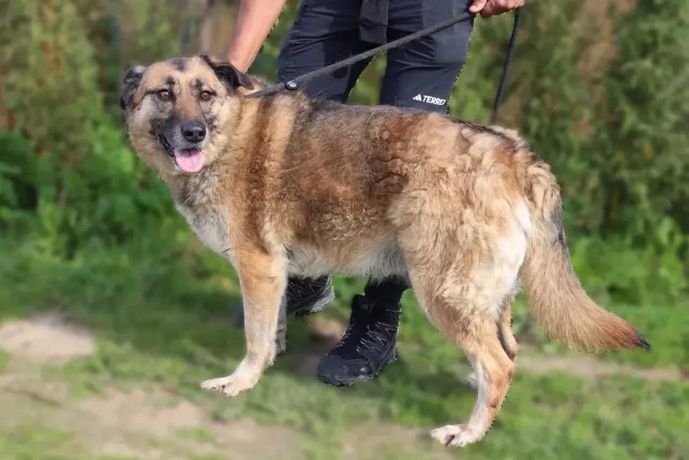 FREYA, Castanho female senior Mixed Breed for adoption at O Cantinho da Milu, Lisbon