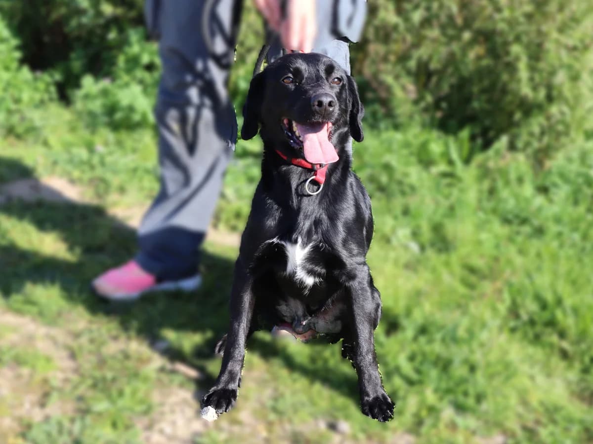 NASH, Preto male 4yo Mixed Breed for adoption at O Cantinho da Milu, Lisbon
