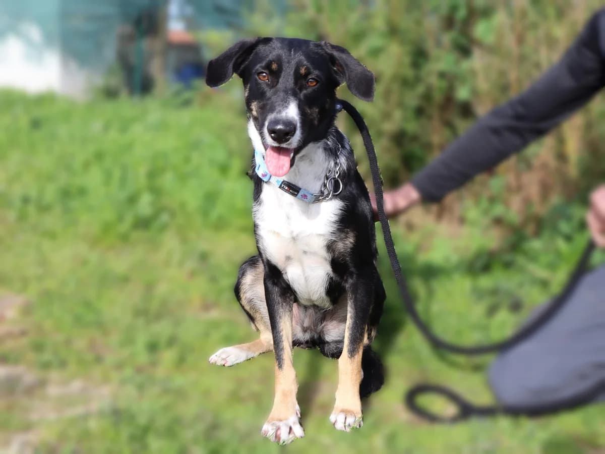 FINELLA, Preto e Branco female 3yo Mixed Breed for adoption at O Cantinho da Milu, Lisbon
