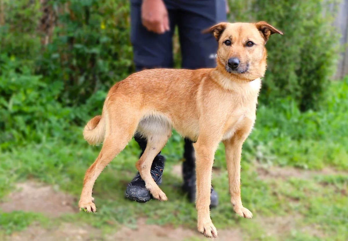 CONNIE, Castanho female 5yo Mixed Breed for adoption at O Cantinho da Milu, Lisbon