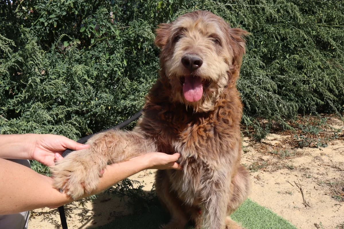 LASLO, Castanho male senior mixed breed for adoption at O Cantinho da Milu, Lisbon