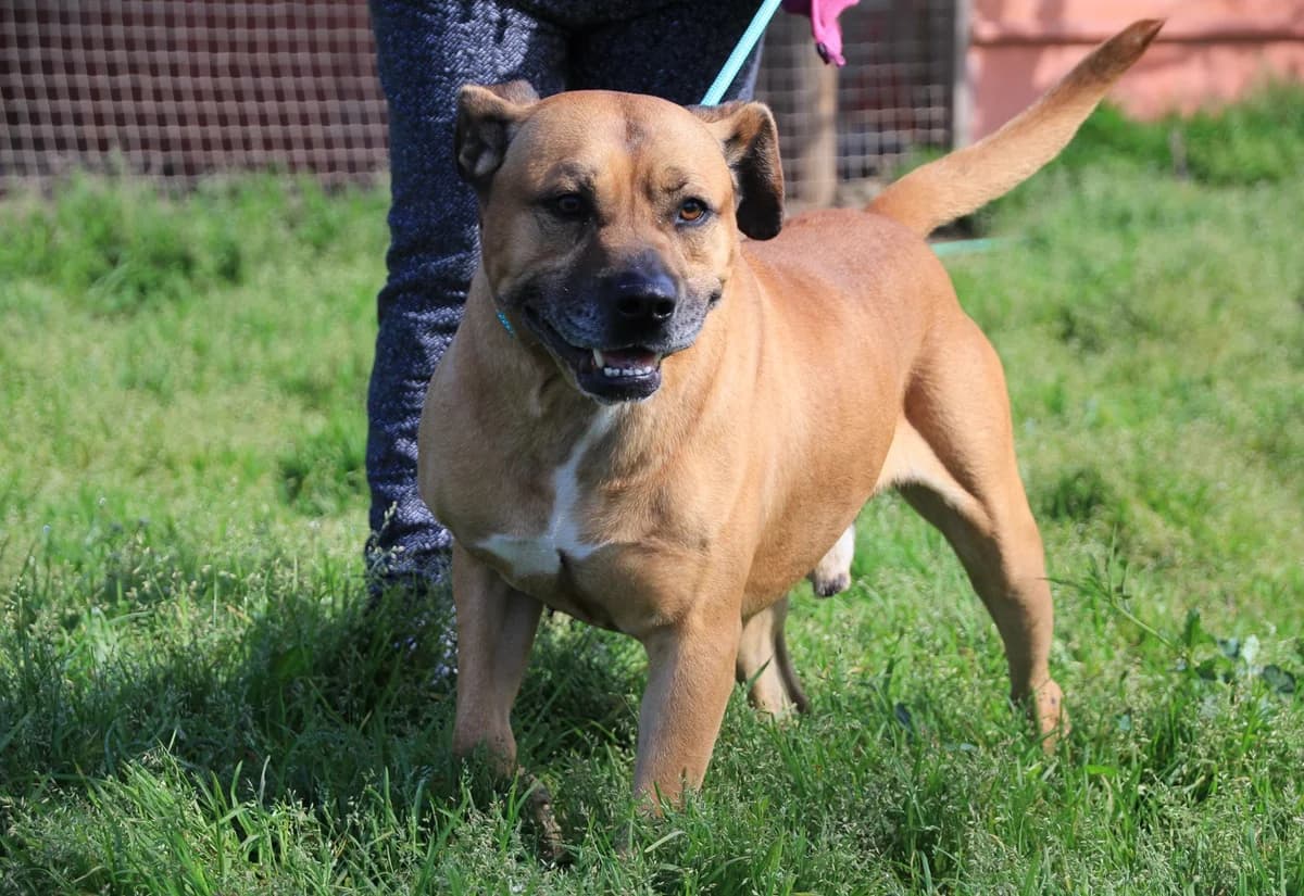 WINSTON, Castanho Mel male 5yo Mixed Breed for adoption at O Cantinho da Milu, Lisbon