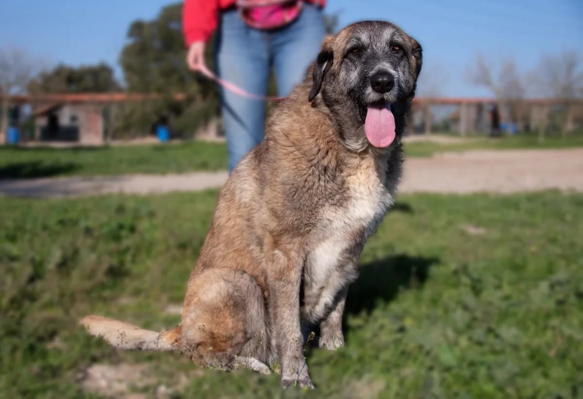 AMÉLIA, Castanho female 6yo Mixed Breed for adoption at O Cantinho da Milu, Lisbon