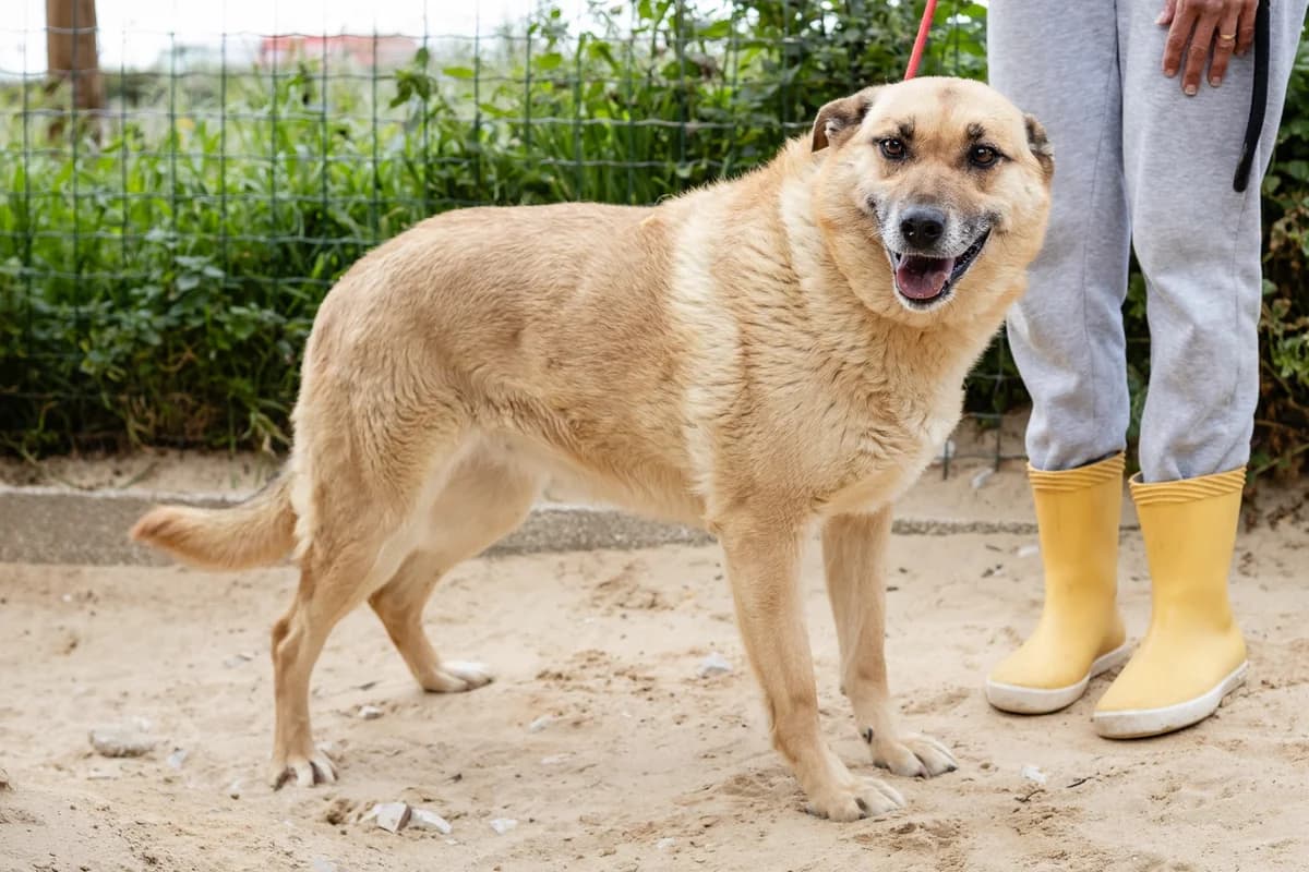 AMBER, Creme female senior Mixed Breed for adoption at O Cantinho da Milu, Lisbon