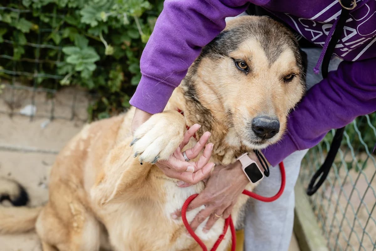 KALEB, Castanho male 7yo mixed breed for adoption at O Cantinho da Milu, Lisbon