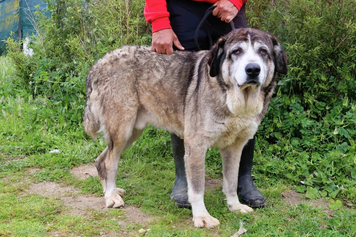 RUFUS, Cinzento male senior mixed breed for adoption at O Cantinho da Milu, Lisbon