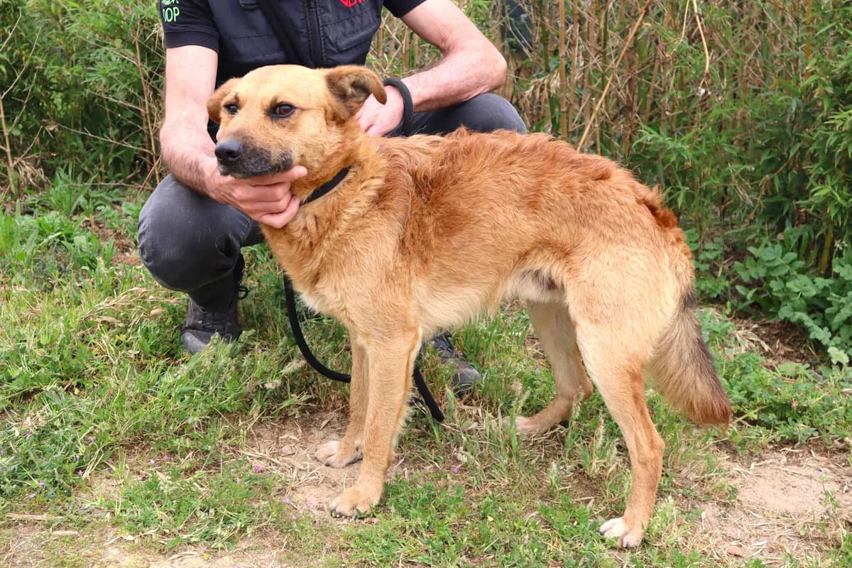 MATEO, Castanho male 3yo Mixed Breed for adoption at O Cantinho da Milu, Lisbon