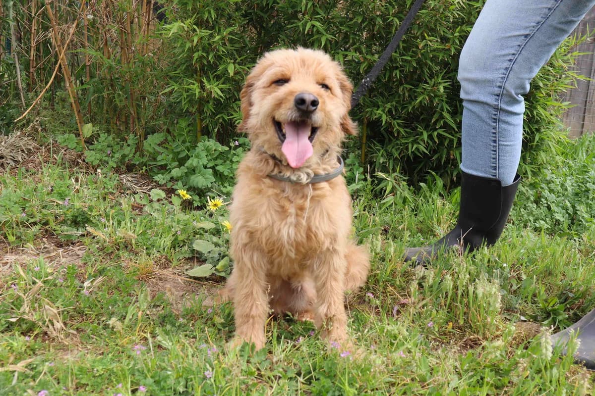 ARMANI, Castanho male 7yo Poodle for adoption at O Cantinho da Milu, Lisbon
