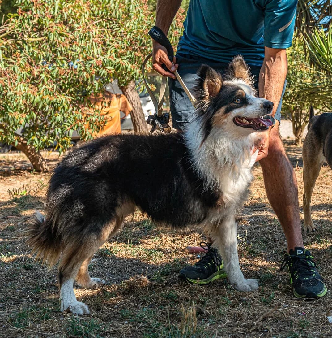 CÔCÔ, Preto e Branco male 5yo Border Collie for adoption at O Cantinho da Milu, Lisbon
