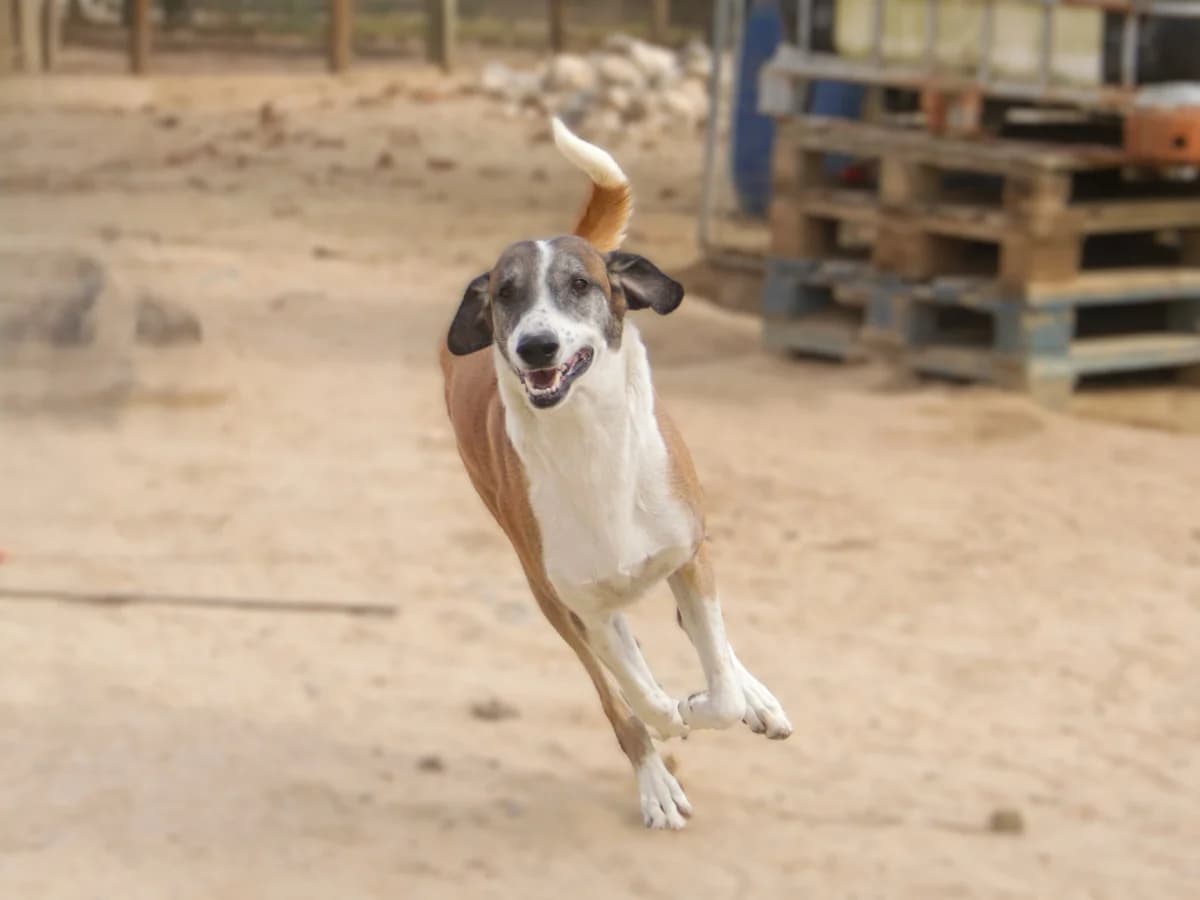 MR PARK, Castanho e Branco male 5yo Mixed Breed for adoption at O Cantinho da Milu, Lisbon