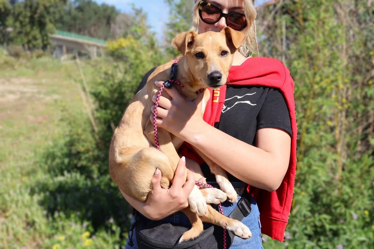 DIXON, Castanho Mel male young Mixed Breed for adoption at O Cantinho da Milu, Lisbon