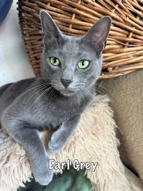 Earl Grey,  mixed breed for adoption at Carvoeiro Cat Charity, Porches (Algarve)
