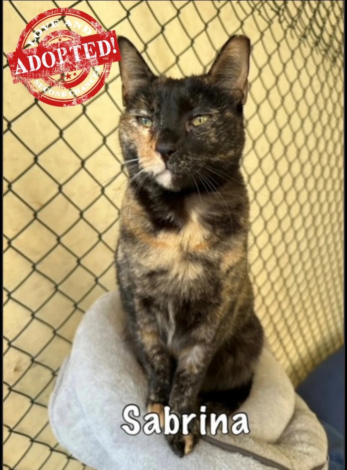 Sabrina,  mixed breed for adoption at Carvoeiro Cat Charity, Porches (Algarve)