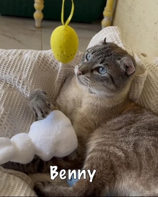 Benny,  mixed breed for adoption at Carvoeiro Cat Charity, Porches (Algarve)
