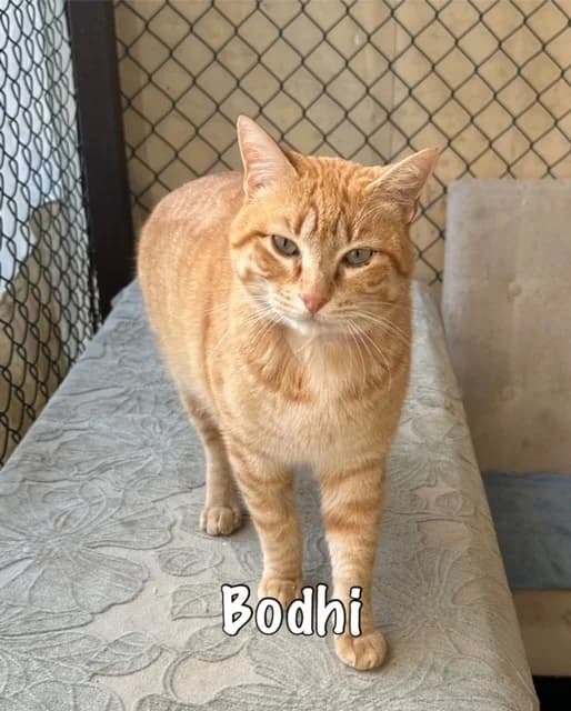 Bodhi,  mixed breed for adoption at Carvoeiro Cat Charity, Porches (Algarve)