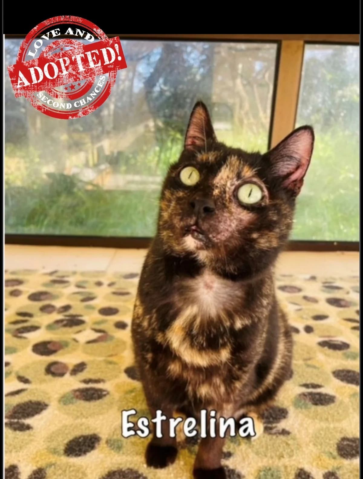 Estrelina,  mixed breed for adoption at Carvoeiro Cat Charity, Porches (Algarve)