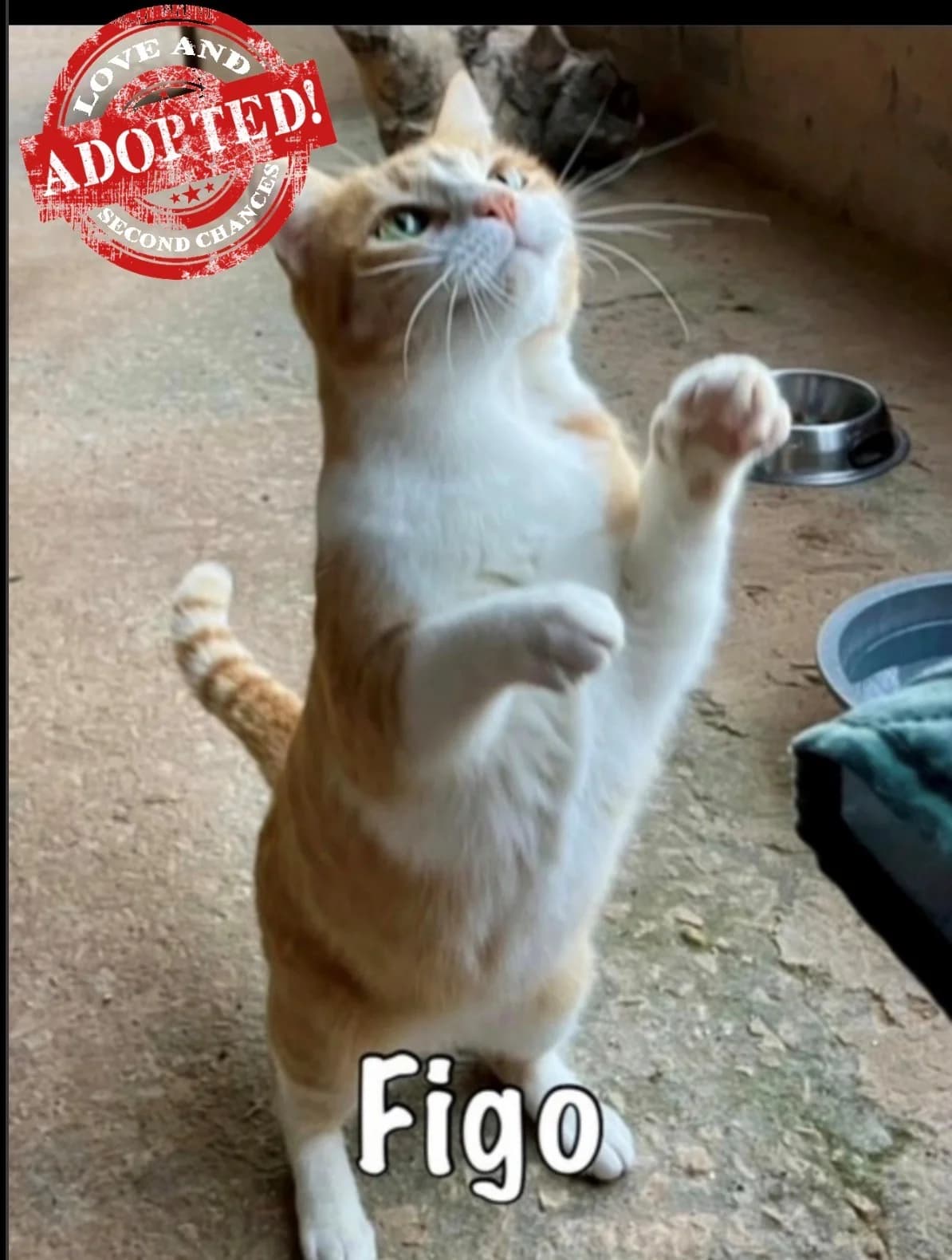 Figo,  mixed breed for adoption at Carvoeiro Cat Charity, Porches (Algarve)