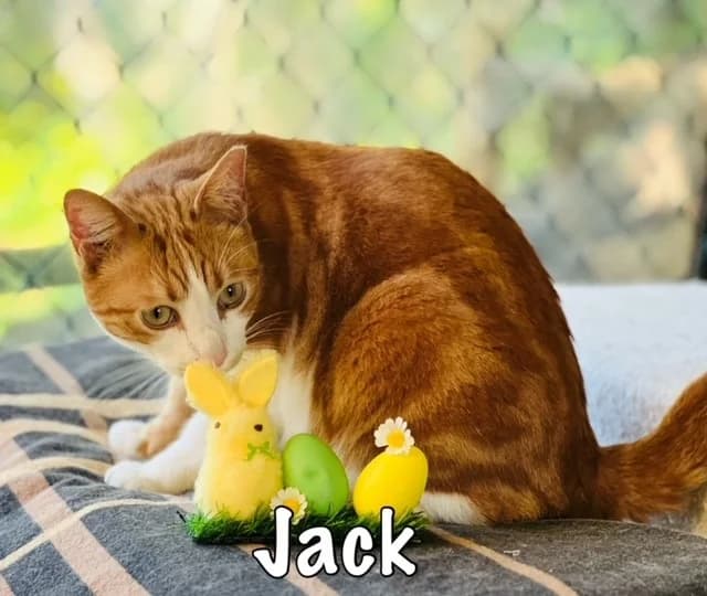 Jack,  mixed breed for adoption at Carvoeiro Cat Charity, Porches (Algarve)