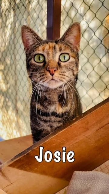 Josie,  mixed breed for adoption at Carvoeiro Cat Charity, Porches (Algarve)